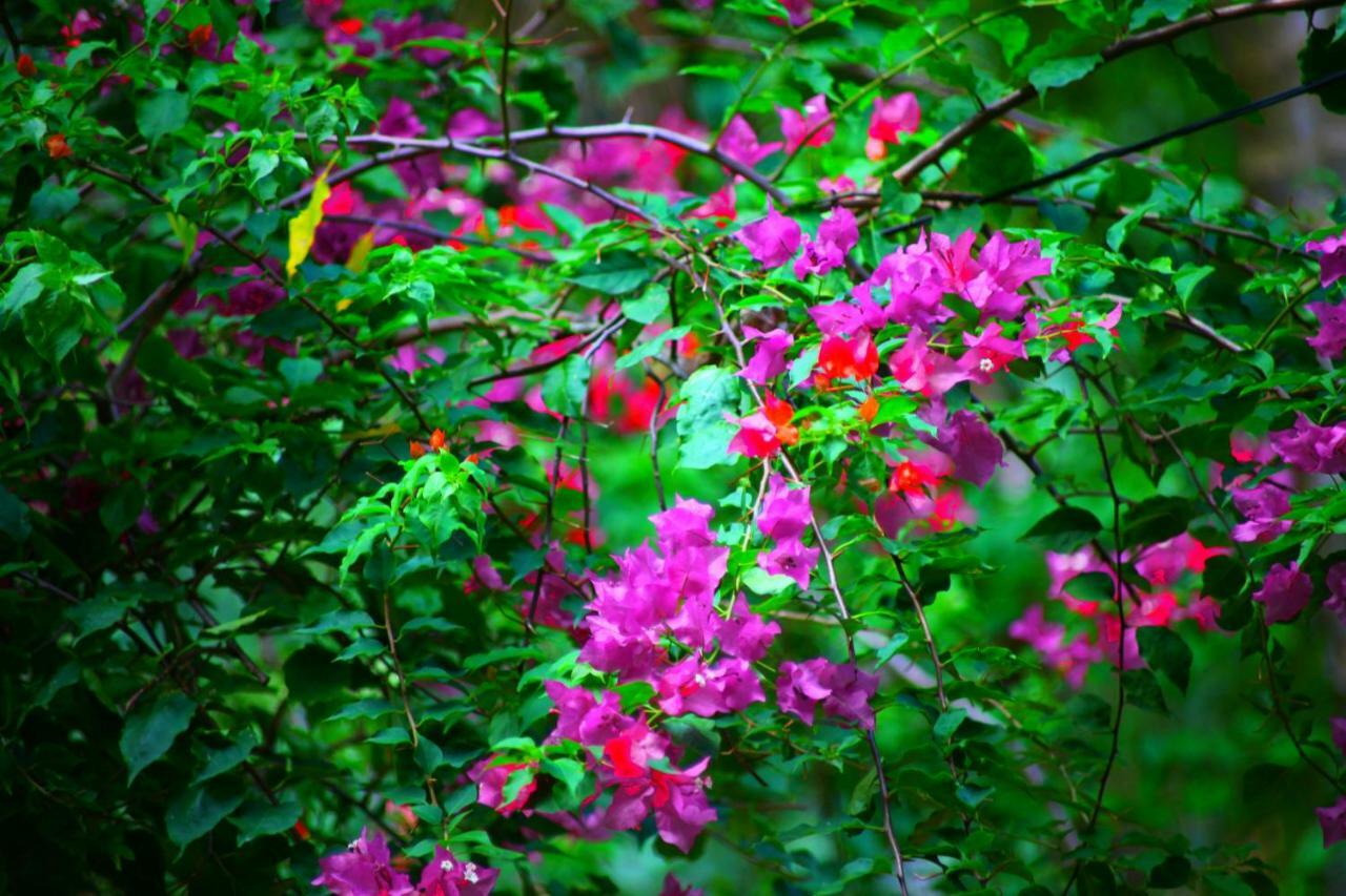 Green Garden Cabanas Tangalle Exteriér fotografie