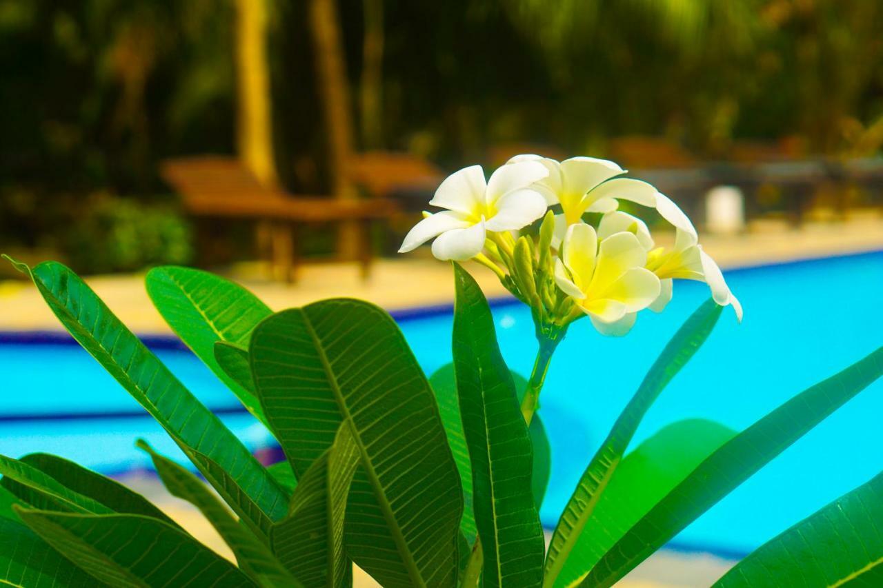 Green Garden Cabanas Tangalle Exteriér fotografie